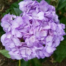 See more ideas about hydrangea, hydrangea colors, beautiful flowers. Light Purple Hydrangeas In Bulk In A Box Flower Arrangements
