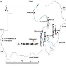 pdf schistosoma haematobium infections