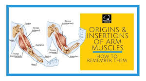 If you want bigger biceps, do barbell curls and hammer curls to help you get bulkier upper arm muscles. Origins And Insertions Of The Arm Muscles Youtube