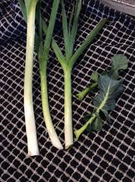 Excited about our first ever broccoli harvest tomorrow!! Agribon 70 My Urban Homestead