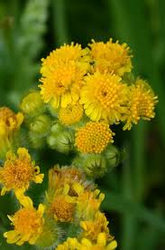 Image result for Senecio consanguineus