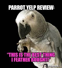 Parrot Yelp Review This Is The Best Thing I Feather Bought Funny Parrots Parrot African Grey Parrot