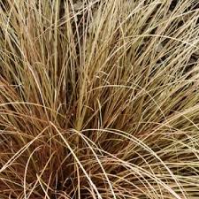 Image result for Carex conferta