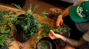 Inrtoduction le trafic et l'usage des stupéfiants par les jeunes sont les formes les plus préoccupantes de la criminalité dans le monde. Quatre Questions Pour Comprendre La Legalisation Du Cannabis Recreatif Au Canada