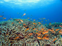 サンゴ礁の絶滅危機を救うために！原因と対策を知ろう | SDGs特化 ...