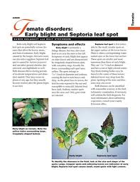 Image result for Septoria leaf spot of tomato