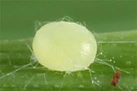 Image result for Photedes minima