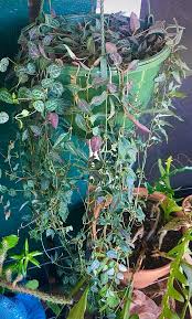 Image result for Ceropegia linearis