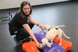 We developed nyc small dog play groups over 15 years ago in great part to. It S Puppy Playgroup Time Portland Press Herald