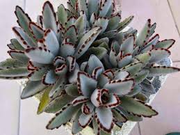Image result for Kalanchoe velutina