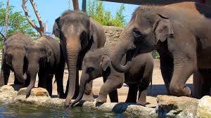 Cheapest tickets and sydney attractions passes when you buy tickets online through sea life sydney aquarium. Sydney Zoo Tickets Admission Wild Life Sydney Zoo