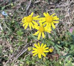 Image result for Senecio madagascariensis