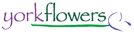 We did not find results for: Washington Dc Annapolis Florist Flower Delivery By York Flowers