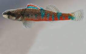 Image result for Dissotis trothae