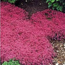 Bodendecker Gegen Unkraut Die Besten Arten Ground Cover Plants Plants Red Creeping Thyme