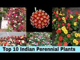 Top 10 Perennial Permanent Flower Plants In India By Garden Gyan Youtube Flowers Perennials Planting Flowers Indoor Flowering Plants