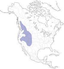 Image result for clark's nutcracker taking food from woman