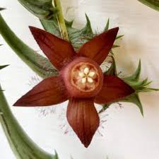 Image result for Ceropegia simplex