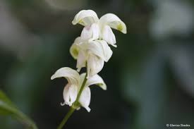 Image result for Justicia aconitiflora