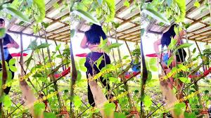 Alejandra Quiroz XXX - Videos De Lovingsiren