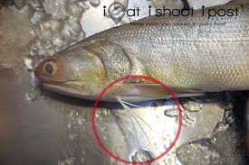 Image of threadfin fish in chinese