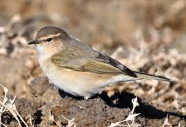 Image result for Tricalysia schliebenii