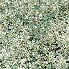 Thyme plants in general have small rounded delicate leaves and produce flowers that. Thymus Citriodorus Silver Edged
