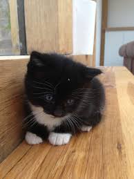 Scottish fold kittens male and females, ready for new homes, vet check, shots, microchipped, litter box trained, very gentle, playful and happy. Short Hair Black And White Kitten Novocom Top