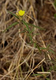 Image result for Melhania prostrata
