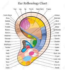 Stock Vector Ear Reflexology Ear Acupressure Points