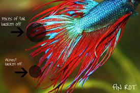 Featuring bright colors and elegant, flowing fins betta fish are the perfect. Treating Stubburn Fin Rot In Betta Fish Fish Care