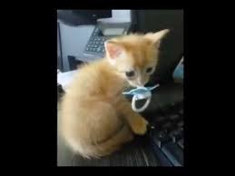 emzik emen minik kedi yavrusu kedi hayvan aslan