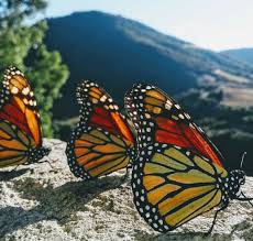 Mariposa azul violeta, aislada en blanco. Mariposa Monarca La Mas Longeva Del Mundo