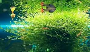 Breeding Guppies In 10 Gallon Fish Tank With Java Moss Guppy Breeds Fish Care