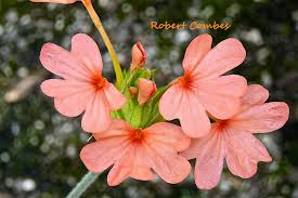 Image result for Crossandra nilotica