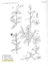 Image result for Sopubia