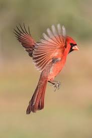 Small Black Bird With Red Neck Tx Workshop Birds In Flight Earlorfphotos Beautiful Birds Birds In Flight Cardinal Birds
