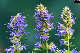 Ysop, new york, new york. Ysop Hyssopus Officinalis Awl Ch