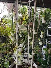 Image result for Ceropegia pygmaea