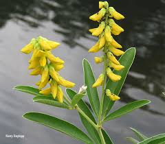 Image result for Eriosema