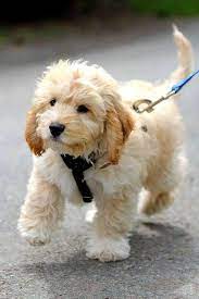 yogun tuylu kopek puppies poodle puppy cute animals