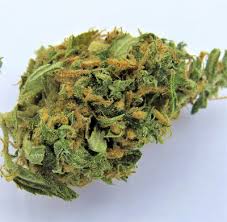 Malaysia has shut most schools nationwide for two days to protect children from a thick noxious haze caused by smoke from burning forests in neighbouring indonesia. Old School Haze Batch 2002041 Greg Dennett