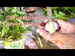 Pilih cabang dahan dari bahagian batang pokok tin matang iaitu bahagian batang yang dah ada buah. Inovasi Tut Pokok Limau Guna Bawang Besar Youtube