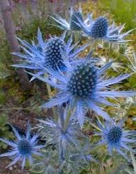 Details About 25 Blue Star Sea Holly Eryngium Flower Seeds Gift Comb S H Flores Exoticas Flores Azuis Jardim