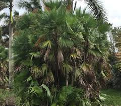 Image result for Acoelorrhaphe