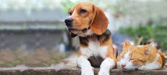 Check spelling or type a new query. How To Introduce A Cat To A Dog