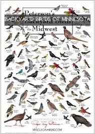 Identification Backyard Birds Of Minnesota Backyard Birds Of Minnesota 2021 In 2020 Backyard Birds Birds Bird Identification