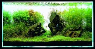 When creating layouts, i still use what i learned from takashi amano as references, like his passion for creating aquascapes and desire to protect nature, and stories behind the process of his aquascape production. Stem Plants In An Iwagumi Aquascaping Wiki Aquasabi