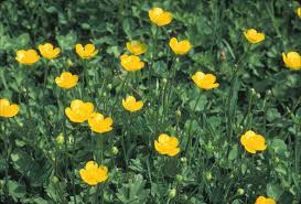 Image result for Ranunculus acris