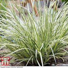 Qualität & sicherheit aus deutschland. Lomandra White Sands Thompson Morgan